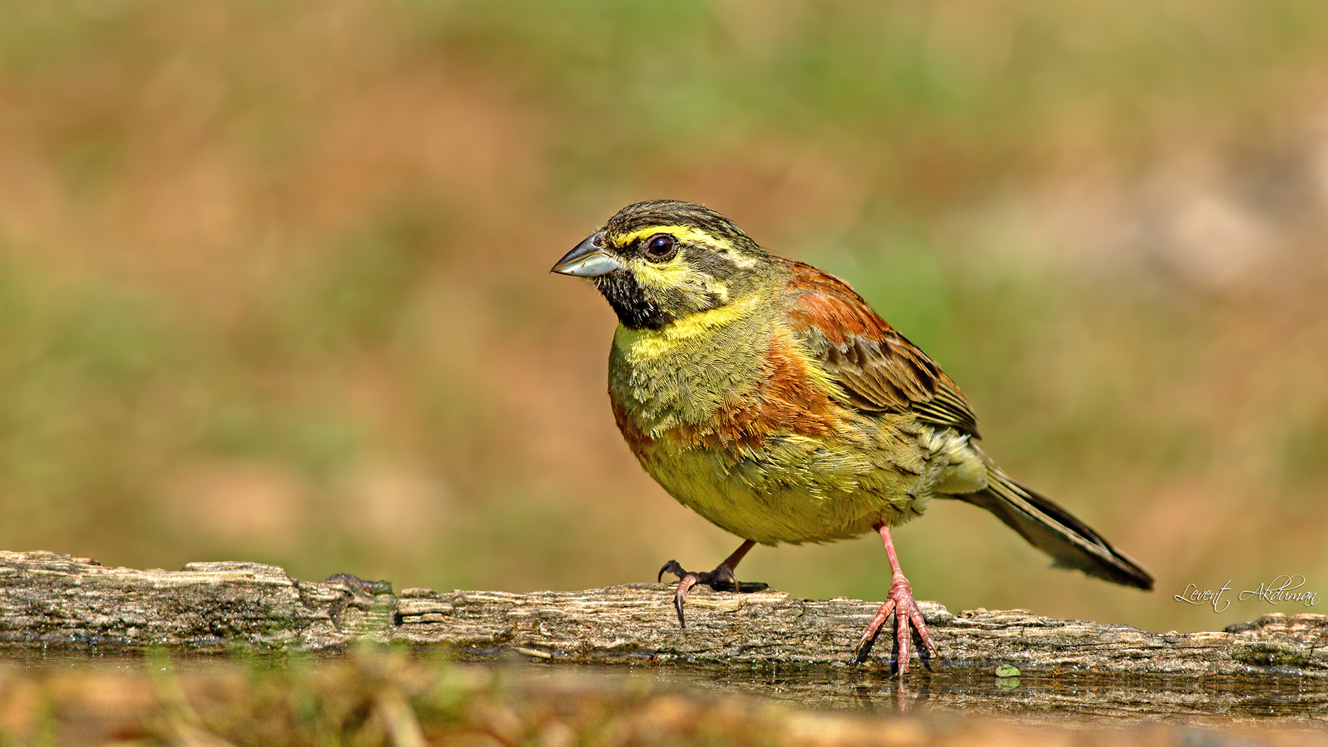 Cirl Bunting